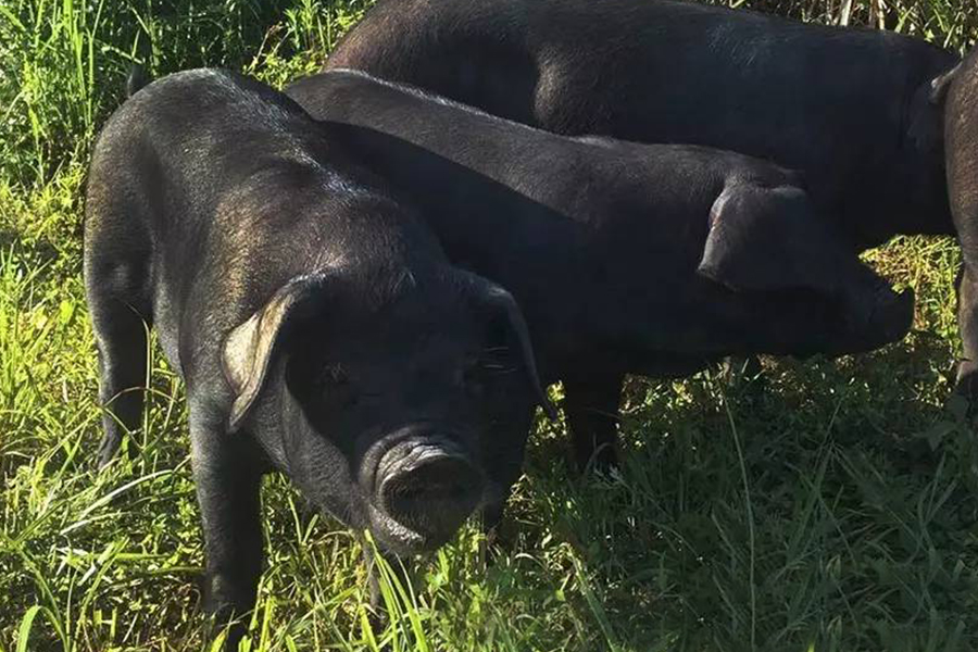 湘西黑豬.jpg 湘西黑豬.jpg