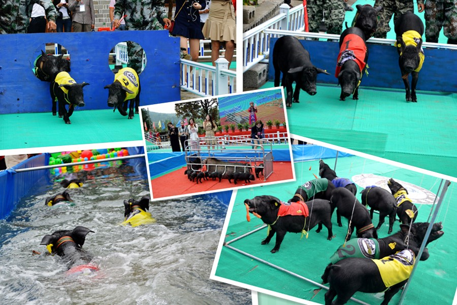 賽豬會.jpg 賽豬會.jpg